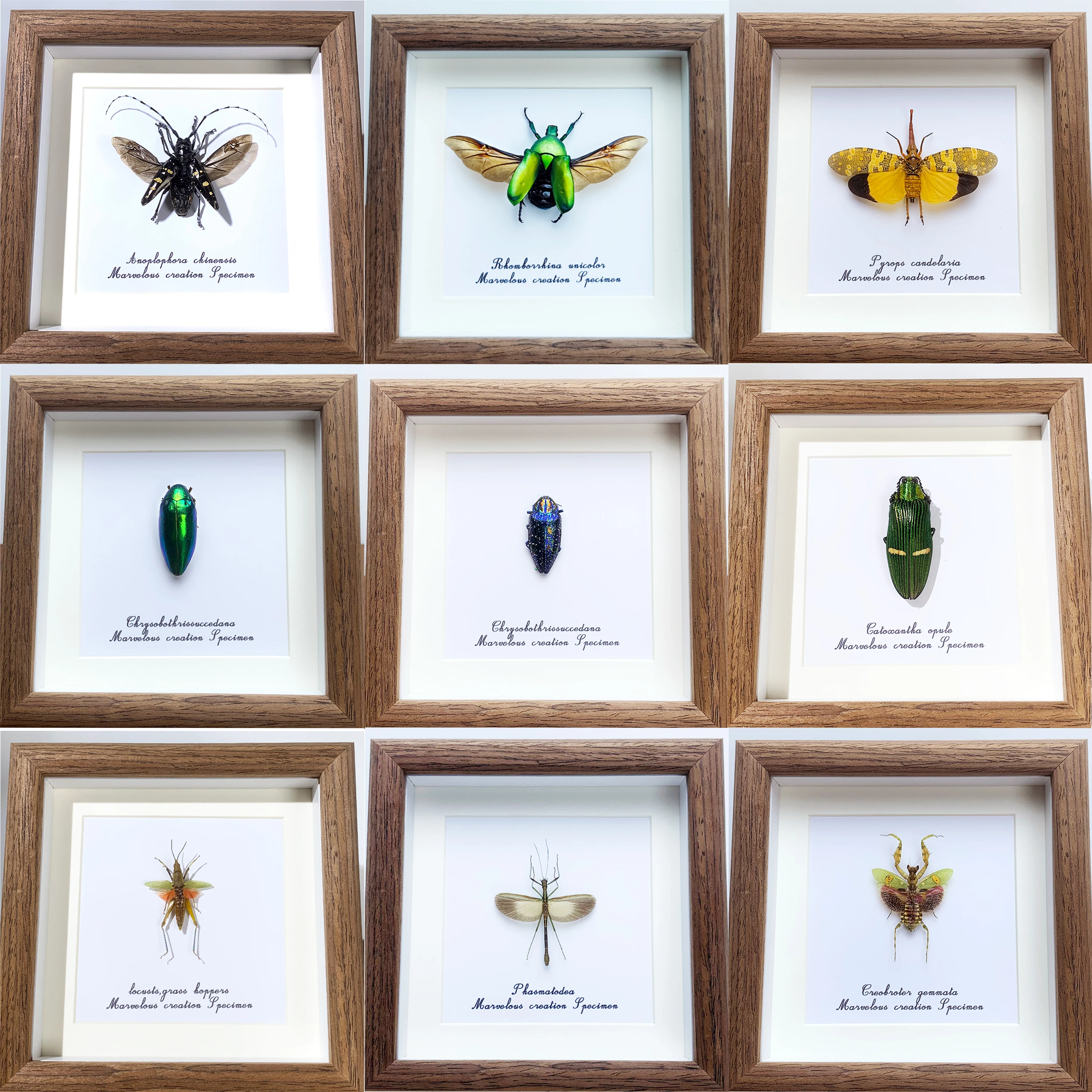 Real Insects Specimen Photo Frame Decorative Painting Real Beetles Young Children Science Family Ornaments Crafts Special Gifts