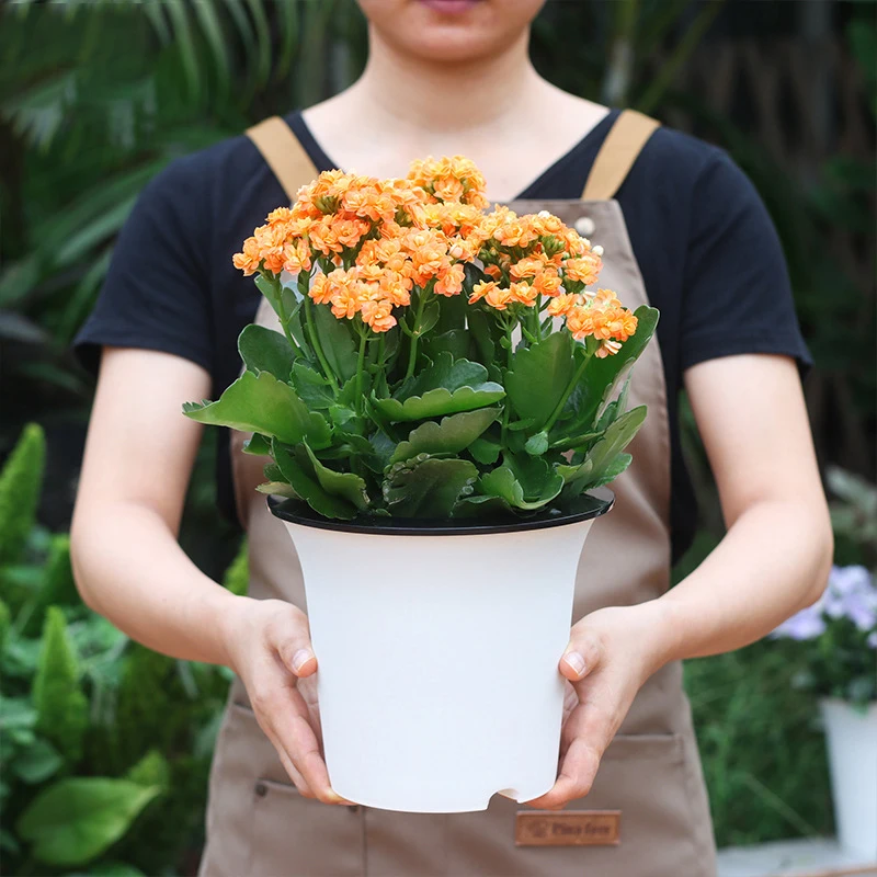 Doppelschichtiger Selbstbewässernder Blumentopf mit Aufbewahrungsfach Dickwandiger Kunststoff-Pflanzentopf für Zuhause Einfaches Design Leichte Pflanzung