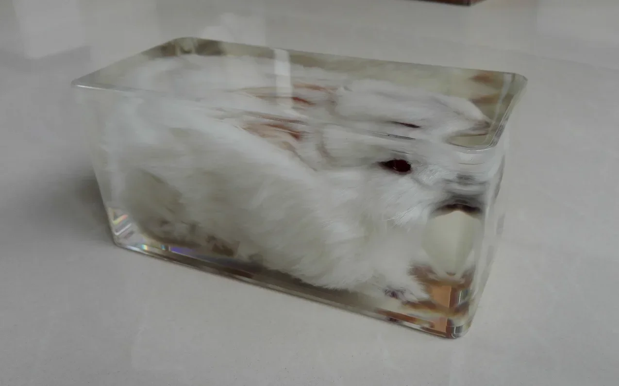 True Rabbit Appearance Specimen Transparent Resin Embedded Specimen Teaching Animal Specimens Teaching Tools