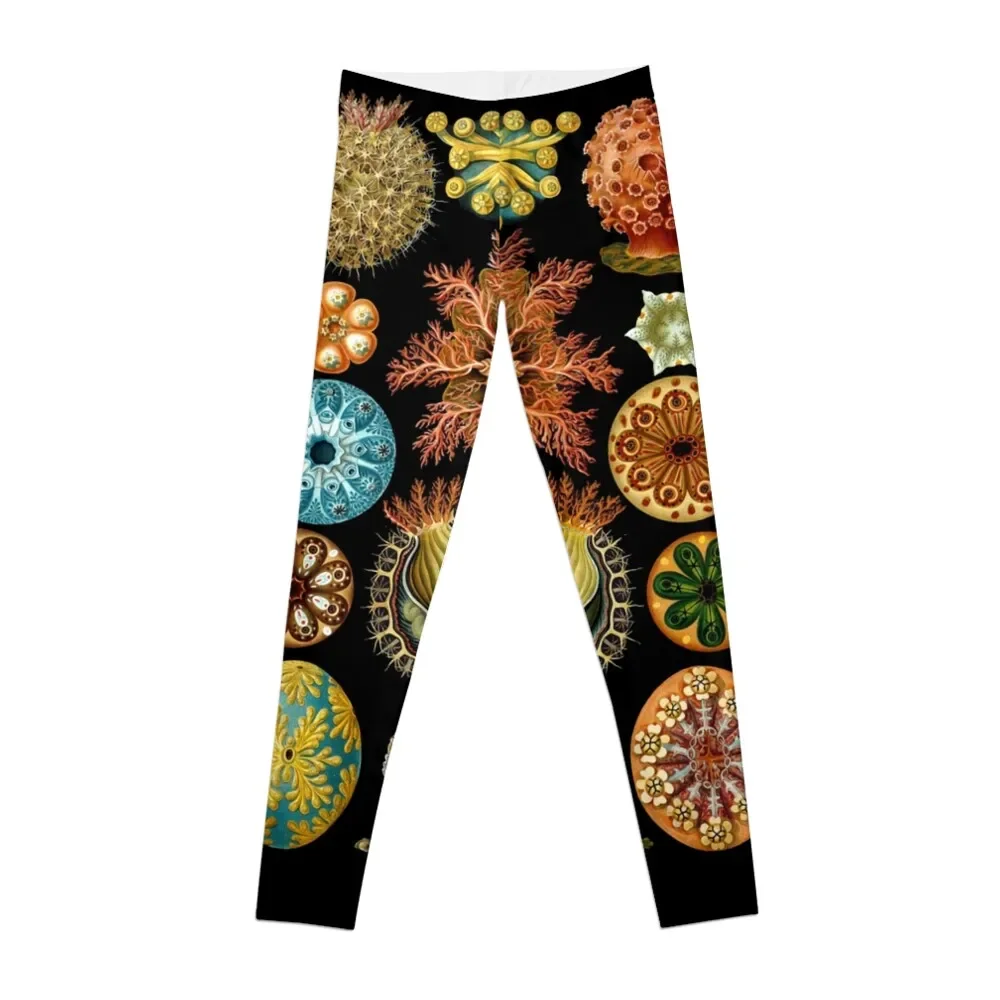 

Ernst Haeckel - Scientific Illustration - Ascidiae Leggings Women's gym sporty woman gym active wear joggers for Womens Leggings