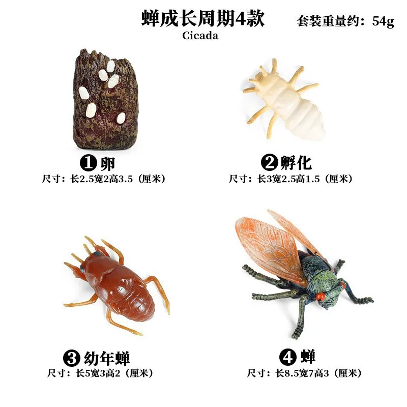 Life Growth Cycle Simulation Insect Butterfly Frog Chicken Action Figures Animal Model Baby Educational Miniature Kids Toy