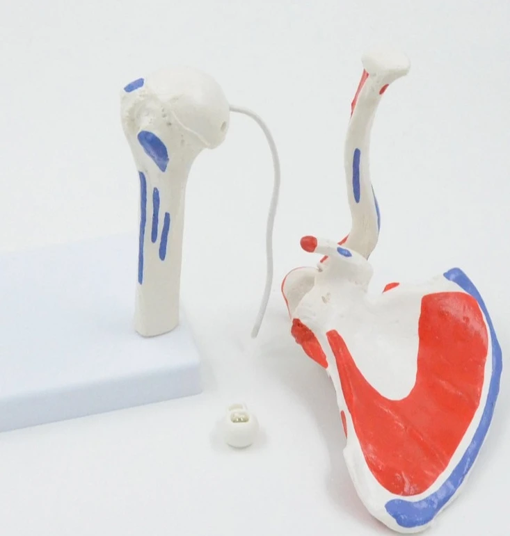 Shoulder joint model removable and flexible orthopedic teaching demonstration props with muscle start and end points