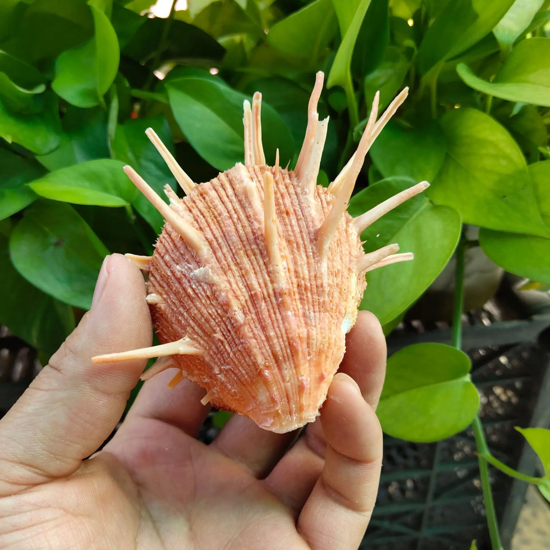 Natural Conch & Shell Decoration (8-13cm): Specimen for Snail Collectibles, Spondylus regius Linnaeus view 2