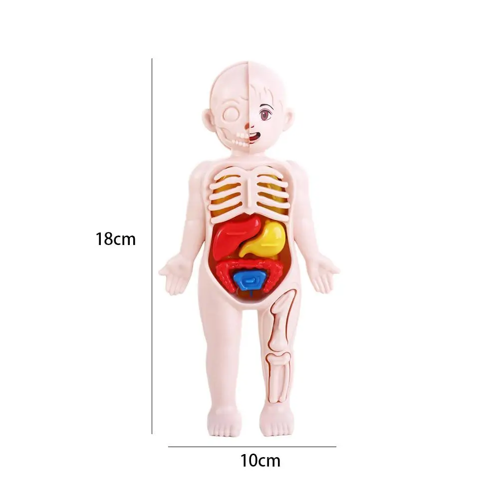 Anatomie Speelgoed Geassembleerd Speelgoed Menselijk Lichaam Pop Menselijk Lichaam Anatomie Speelgoed Menselijk Lichaam Orgaanmodel Menselijk Orgaanmodel Menselijk Orgaanmodel Menselijk Lichaamsmodel