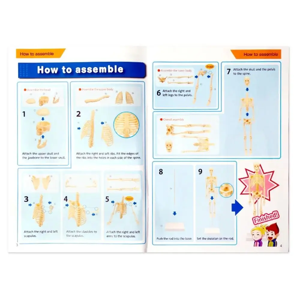 

Structural Skeleton DIY Bone Model Assembly Skeletal Joints Of Human Organ Model Removable Educational Human Body Model Student