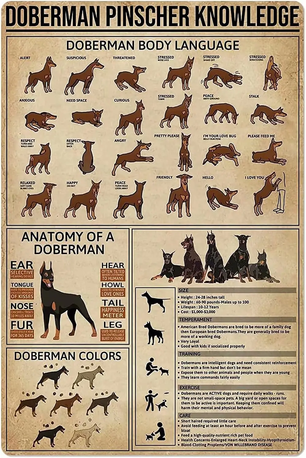 Plaque en métal « Doberman Pinscher Knowledge », affiche rétro imprimée sur l'anatomie du Doberman, pour école, animalerie, café, bar, chambre, salle de bain