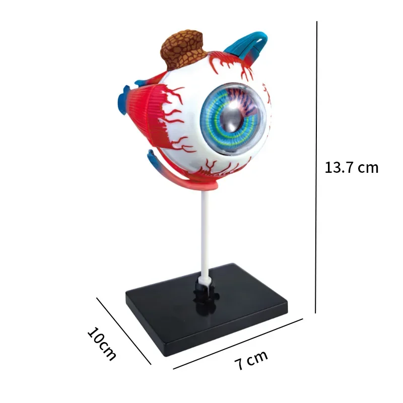 High Quality Arts Crafts Ornaments4D Human Eyeball Brain Anatomy Model Assembly DIY For School Teaching Anatomical Study Science