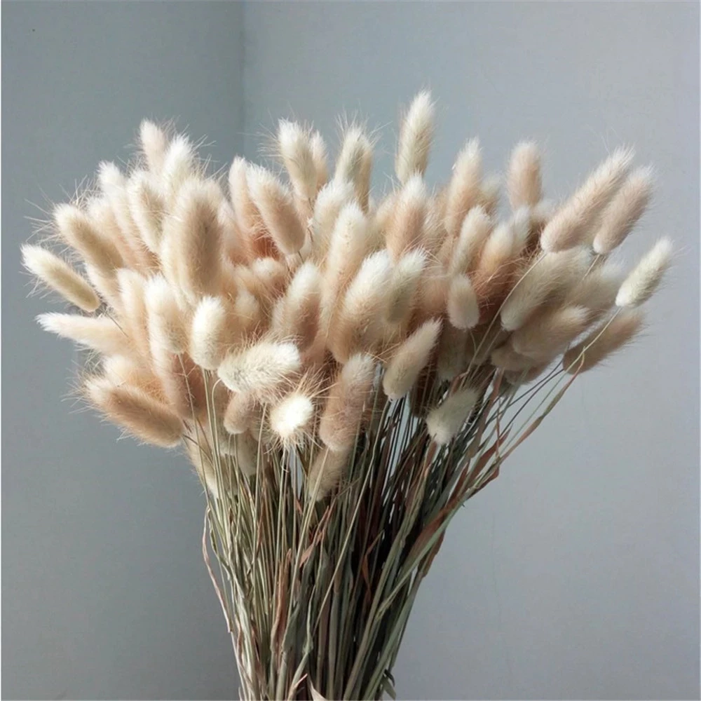 Natural Bunny Tail Grass Boho Fluffy White Pampas Grass Small Reeds Dried Flowers Bouquet Boho Indoor Living Room Decoration