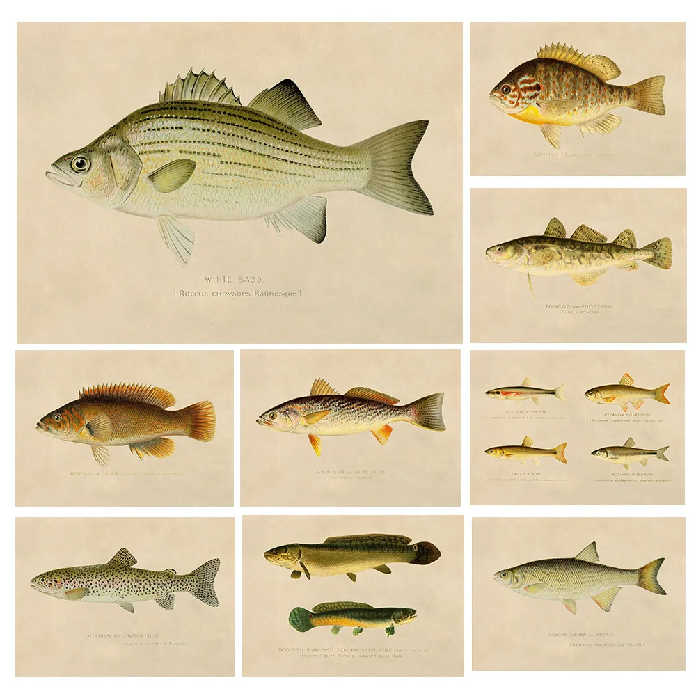 Vintage Variety of Fish Classical Canvas Poster White Bass,Sunapee Trout,Sheepshead Fish Animals Wall Art Pictures Home Decor