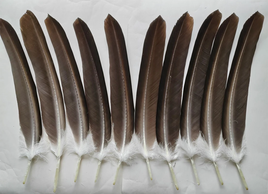 Natural Eagle Feathers, 10 Pieces, 40-50cm Long, Big Quill Feathers, Large Bird Hawk Feathers for Stage Performance, Carnival