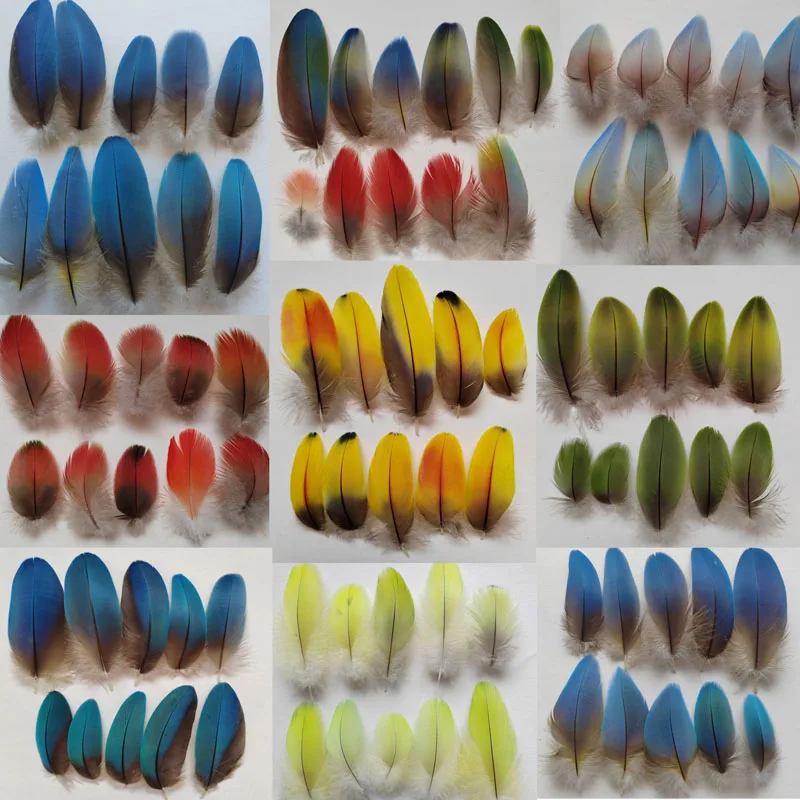 Lot of 10pcs Captive Raised Parrot Plumage Feathers, 100% Real Parrot Feathers, 4-13cm, Top Feathers Used for the Kingfisher Cra