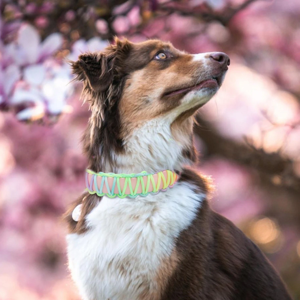 Braided Trendy Dog Collar For Small Medium And Large Dogs PVC Waterproof Durable Collar Rainbow Gradient Color New Pet Arrivals