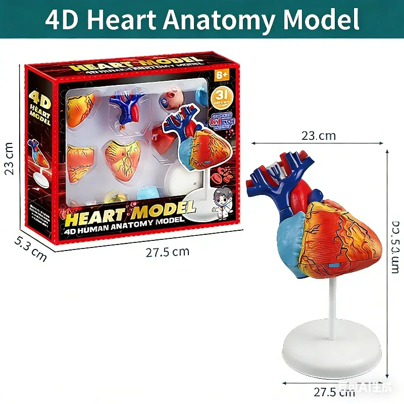 Disassembled Anatomical Human Heart Brain Eye Model Anatomy Medical Teaching Teaching Resources Science Tool Dropshipping