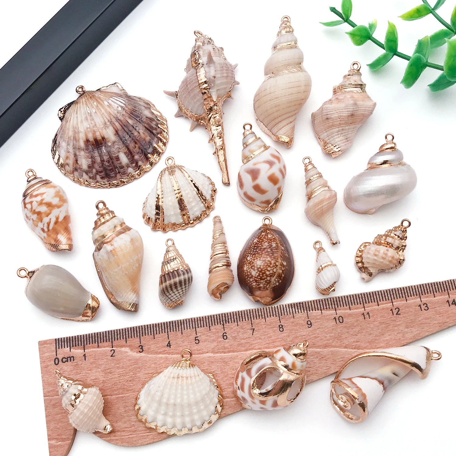 5pcs Natural Seashell Charms for DIY Jewelry Making