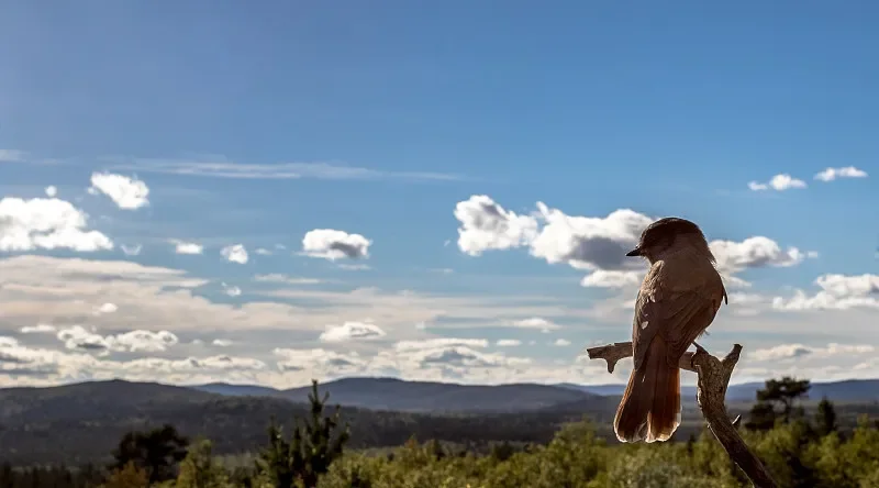 

Микроприемник BETAFPV 2.4G ELRS — 5-канальный ШИМ/CRSF, 5–9 В, для радиоуправляемых моделей дальнего действия (сделай сам)