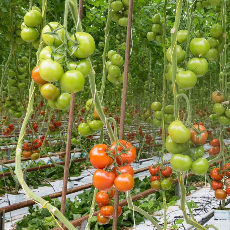 イヤーフッククリップ植物トレリス、庭の野菜パッチ、果物のフック、クランプ、園芸用品、1個