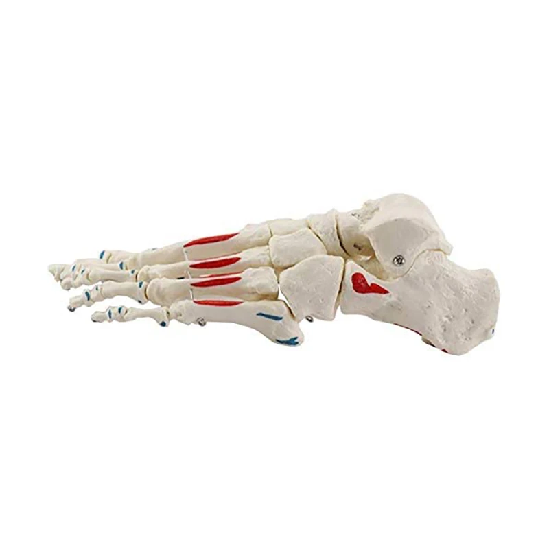 

Human foot bone foot bone model simulation toe joint bone foot skeletal muscle coloring foot joint