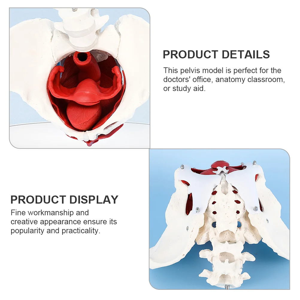 Model Medical Teaching Aid Pelvic Muscle Anatomical Display Pelvis for Learning Female PVC