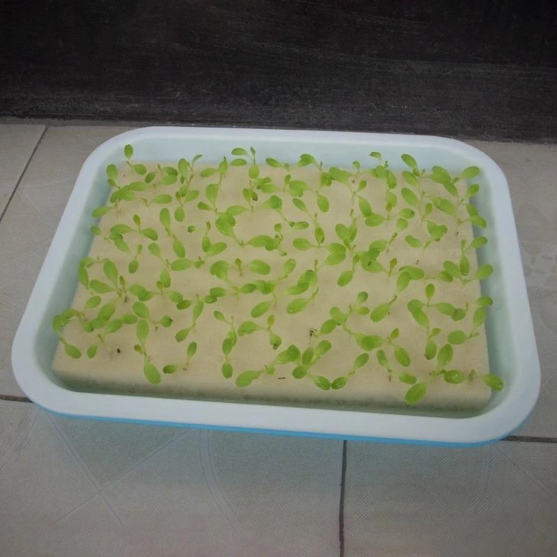 96pcs Garden Seedling Sponge for Greenhouse Small Bud Growth or Grow Seedlings C5AD
