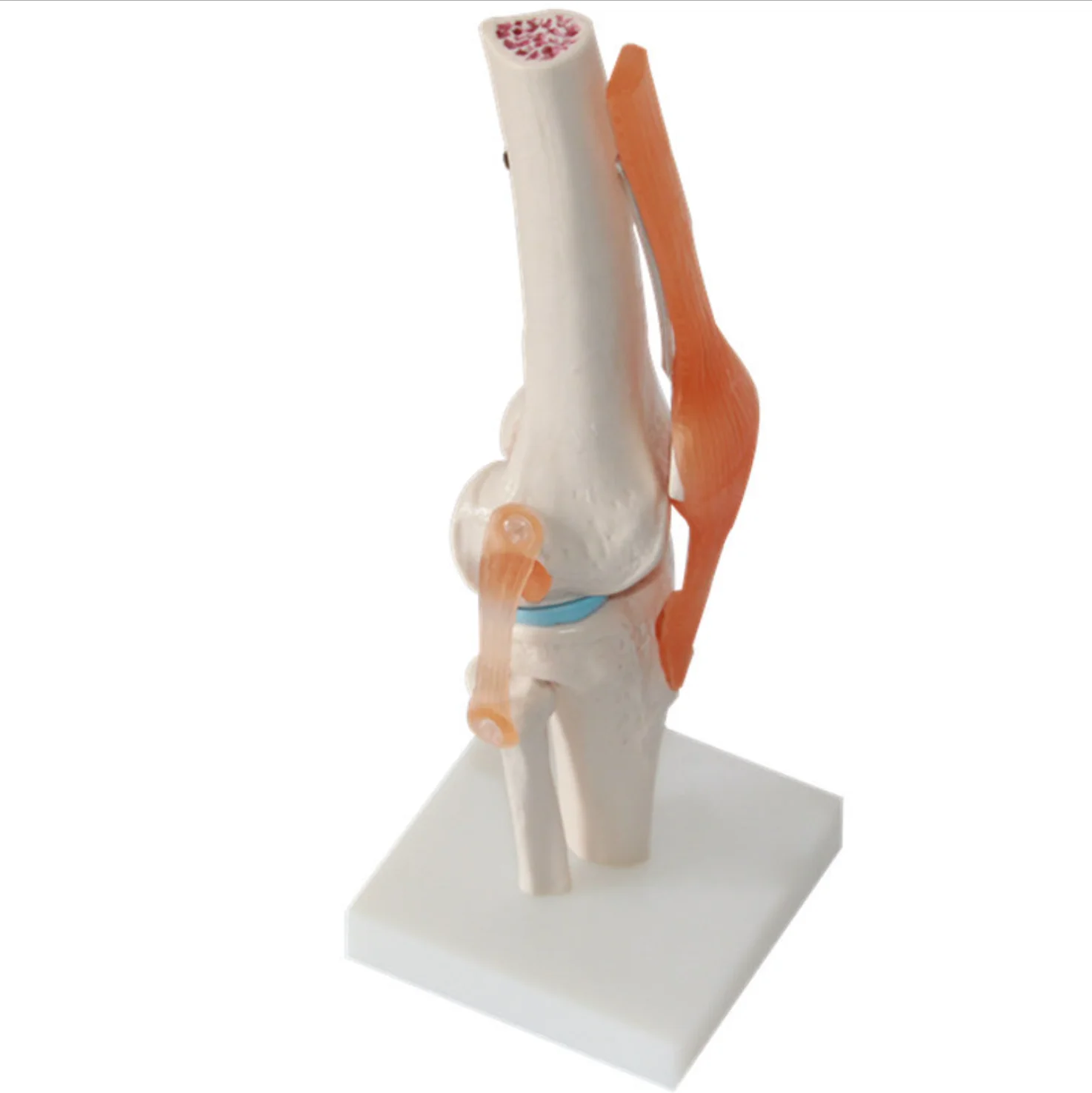 Flexible 1:1 Human Knee Joint Model with Ligaments Scientific Life Size with Lightweight Display Base Medical Teaching Tool