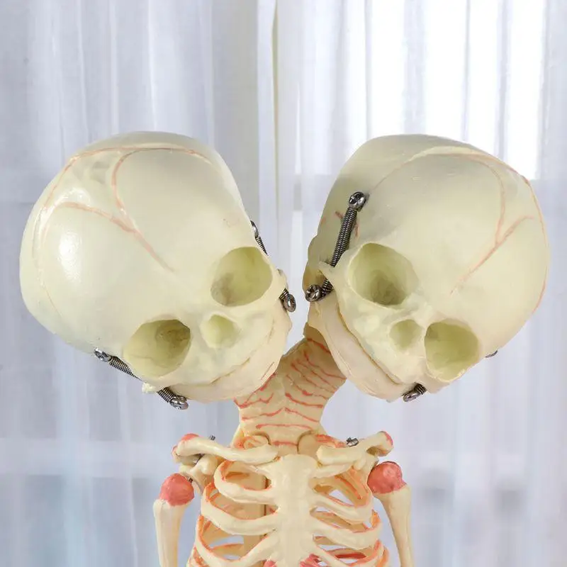 W89C 37 Human Double para Head Baby Skeleton Anatomy Anatomy Study Teach