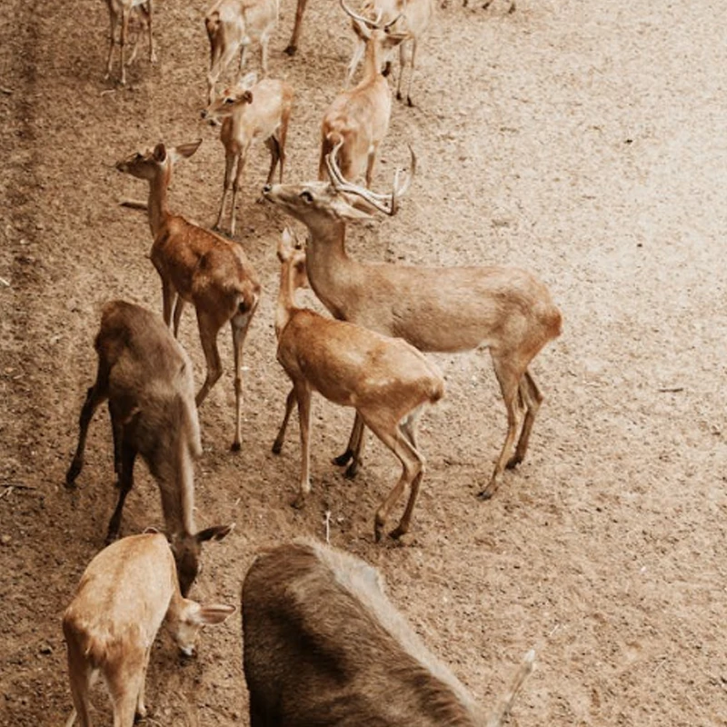 

Мотор GEPRC SPEEDX2 1404 3850KV 4600KV, подходит для FPV-дронов Tern-LR40, 2-х и 4-х дюймовых RC FPV квадрокоптеров, фристайл-дронов