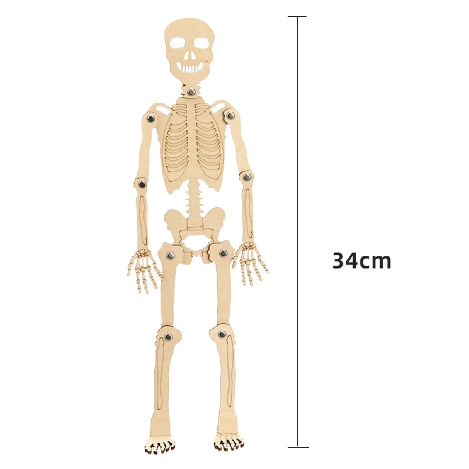 Science Toy Portable DIY Skeleton Assembly for Boy Girls Preschool Children