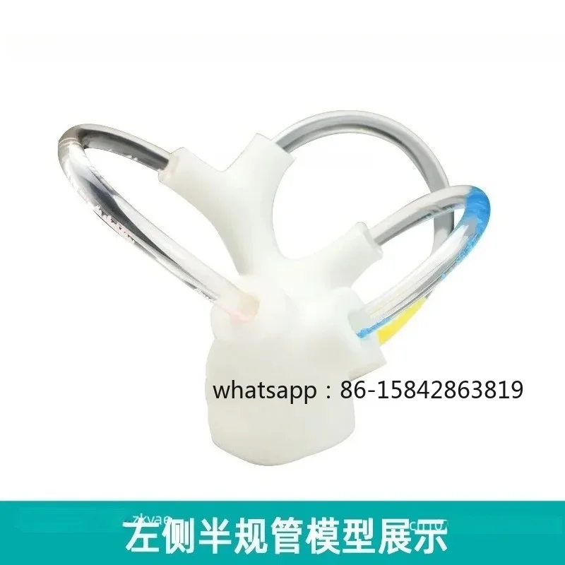 Suitable for Semicircular Canal Otolith Model Dynamic Skeleton Cochlea Inner Ear Structure Brain Nerve Vestibular Rehabilitation