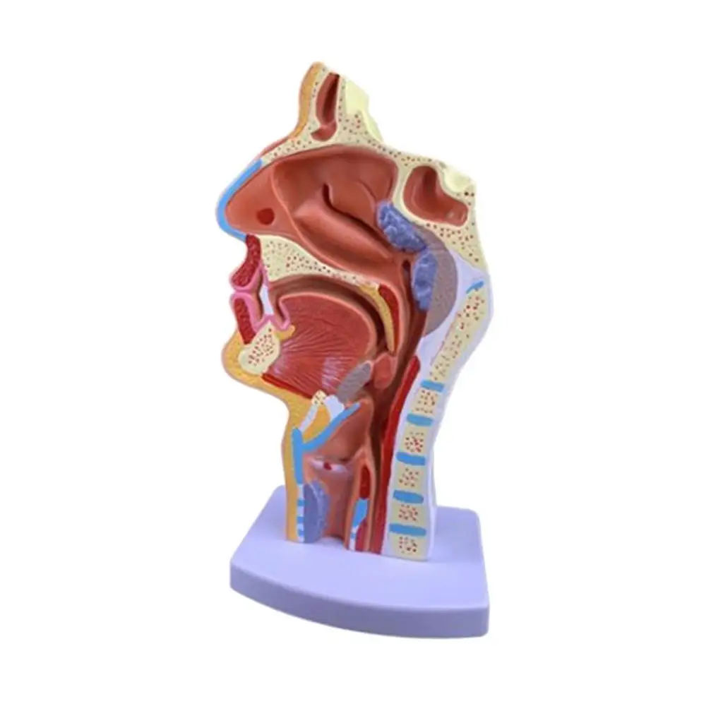 Human Anatomical Nasal Cavity Throat Anatomy Medical Model 4.7×4.7×9.5 inches