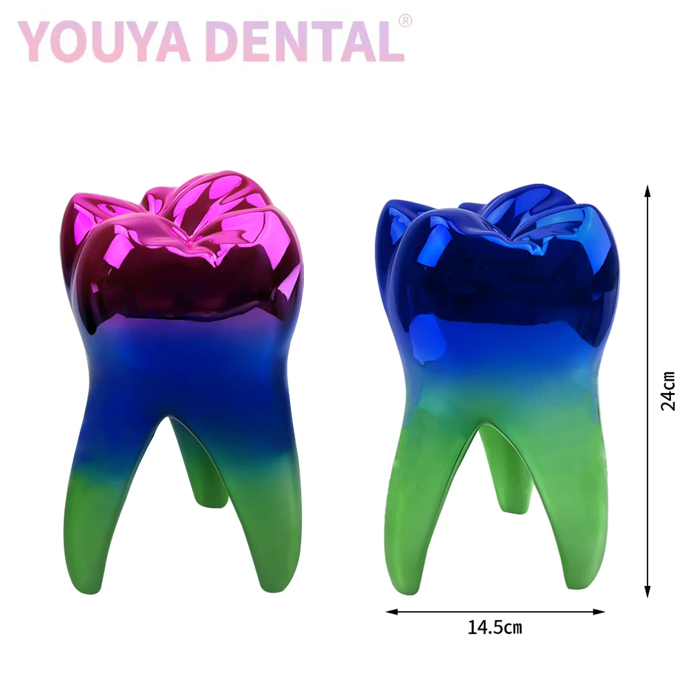 1Pcs Large Colored Dental Tooth Model Statue Dental Clinic Desktop Decoration Arts Crafts Dentist Gift Creative Souvenir