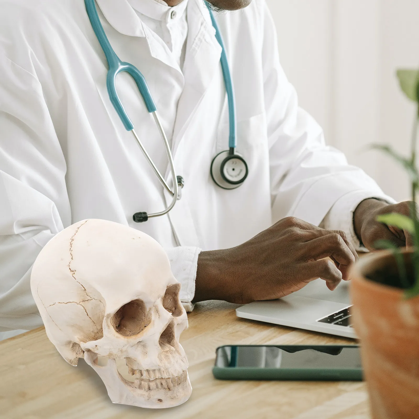 

Skull Detachable Realistic Human Anatomy For Education Research Exhibition Decoration Use Anatomy Skull