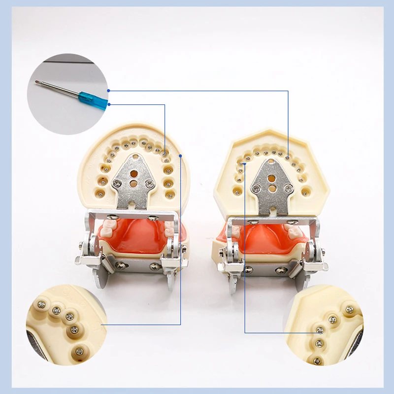 28/32pcs Teeth Model Dental Teaching Model Soft Gum Teeth Resin Typodont Teeth Model for Dentist Practice Studying Dentist Tools