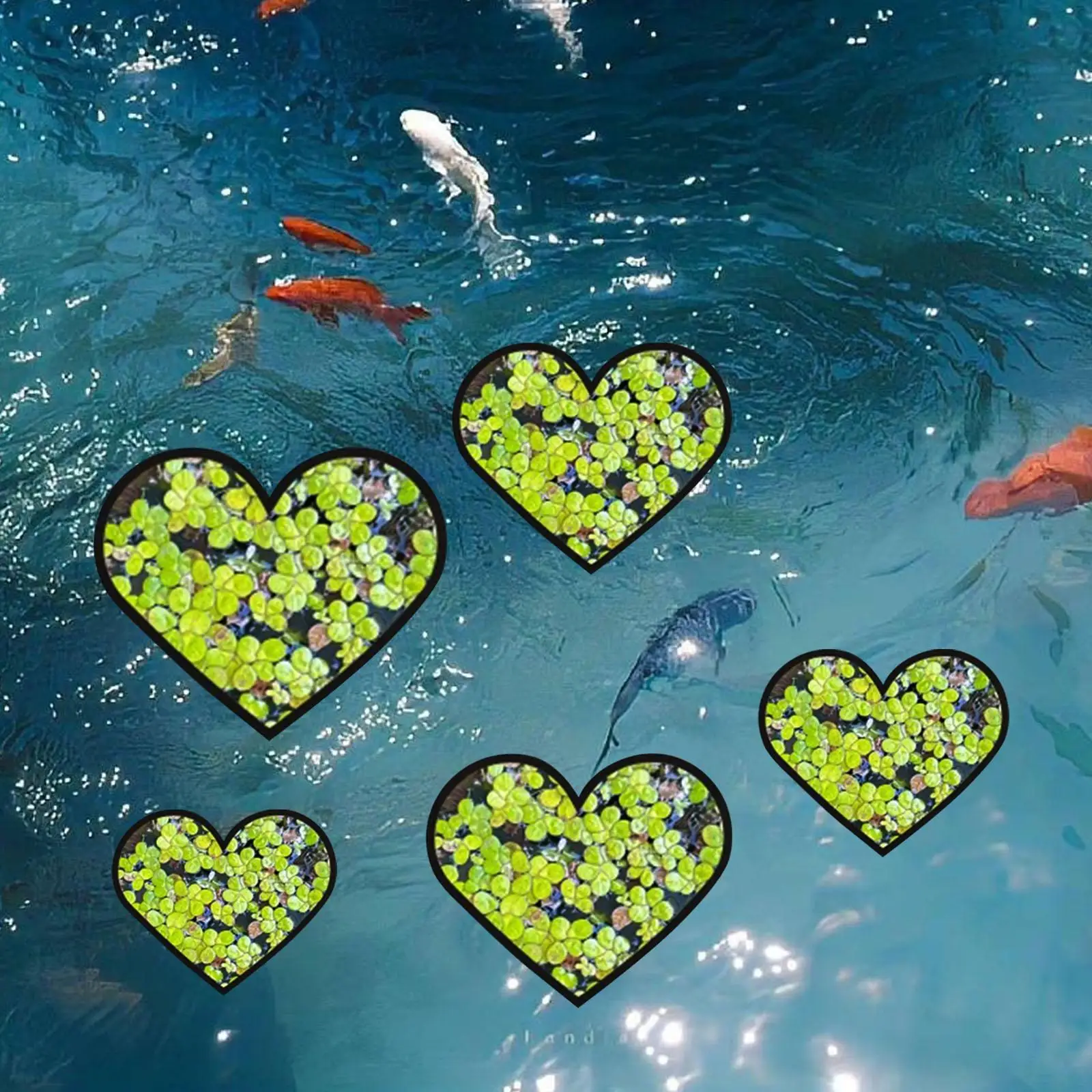 5x Aquarium Floating Plant Rings Different Sizes Heart Shape Aquarium Grass Blocking Rings Set for Fish Tank Aquarium Accessory