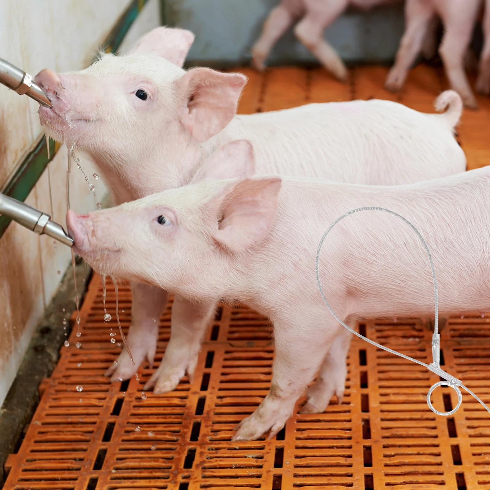 Coletor de porco de aço inoxidável, durável, suporte para animais de fazenda, fácil operação, ferramenta de captura de gado, acessório profissional de fazenda