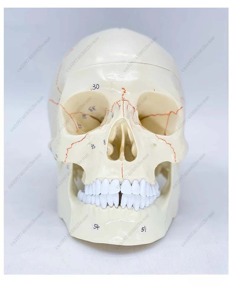 Human Skull Removable Model, Brain Skull Model 1:1 Brain Model