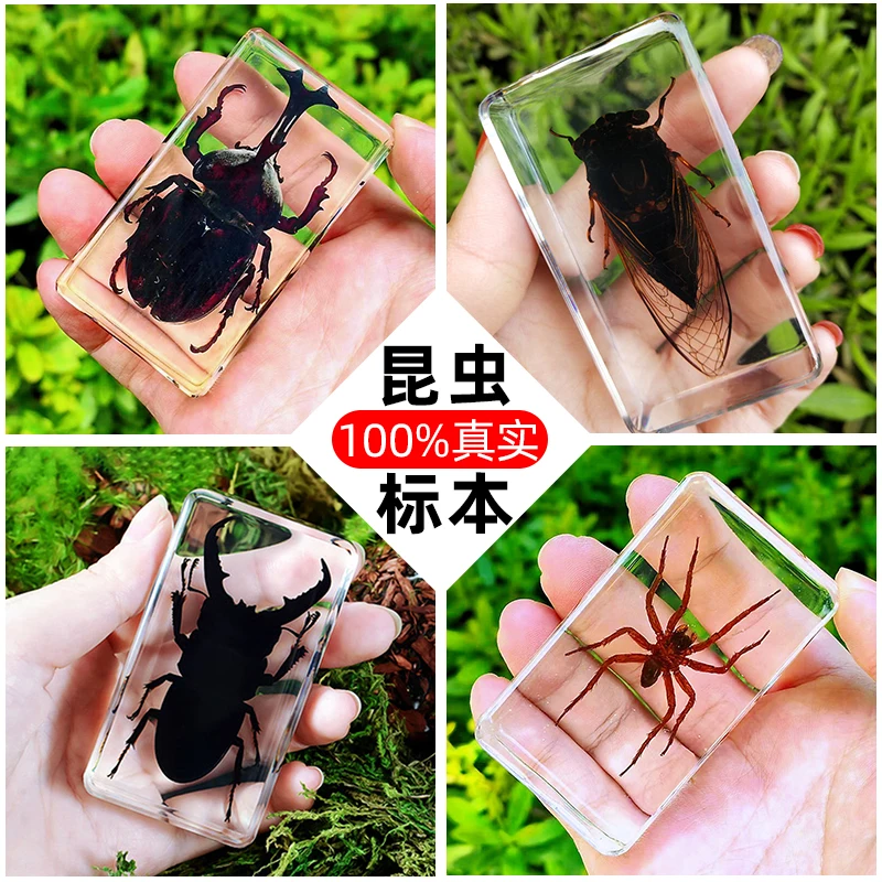 Children's Real Insect Specimens Resin Amber Cicada Cicada Centipede Black Scorpion Spade Beetle Spider Carapace Crab Turtle