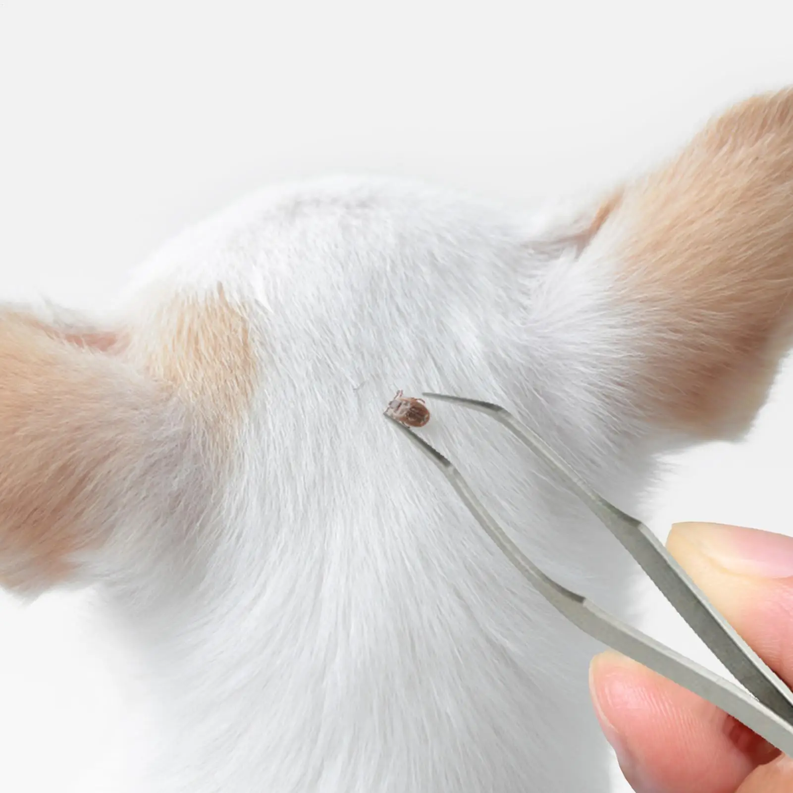 Professional Pet Tick Removal Tweezers,Stainless Steel Durable Tools,Practical  For Dogs Cats Tick Extracting And Grooming