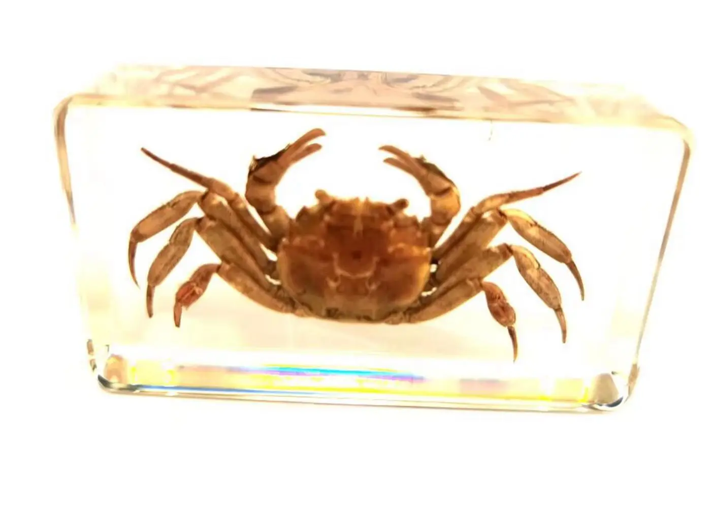 

2 pcs fashion paperweight real insect crab jewelry