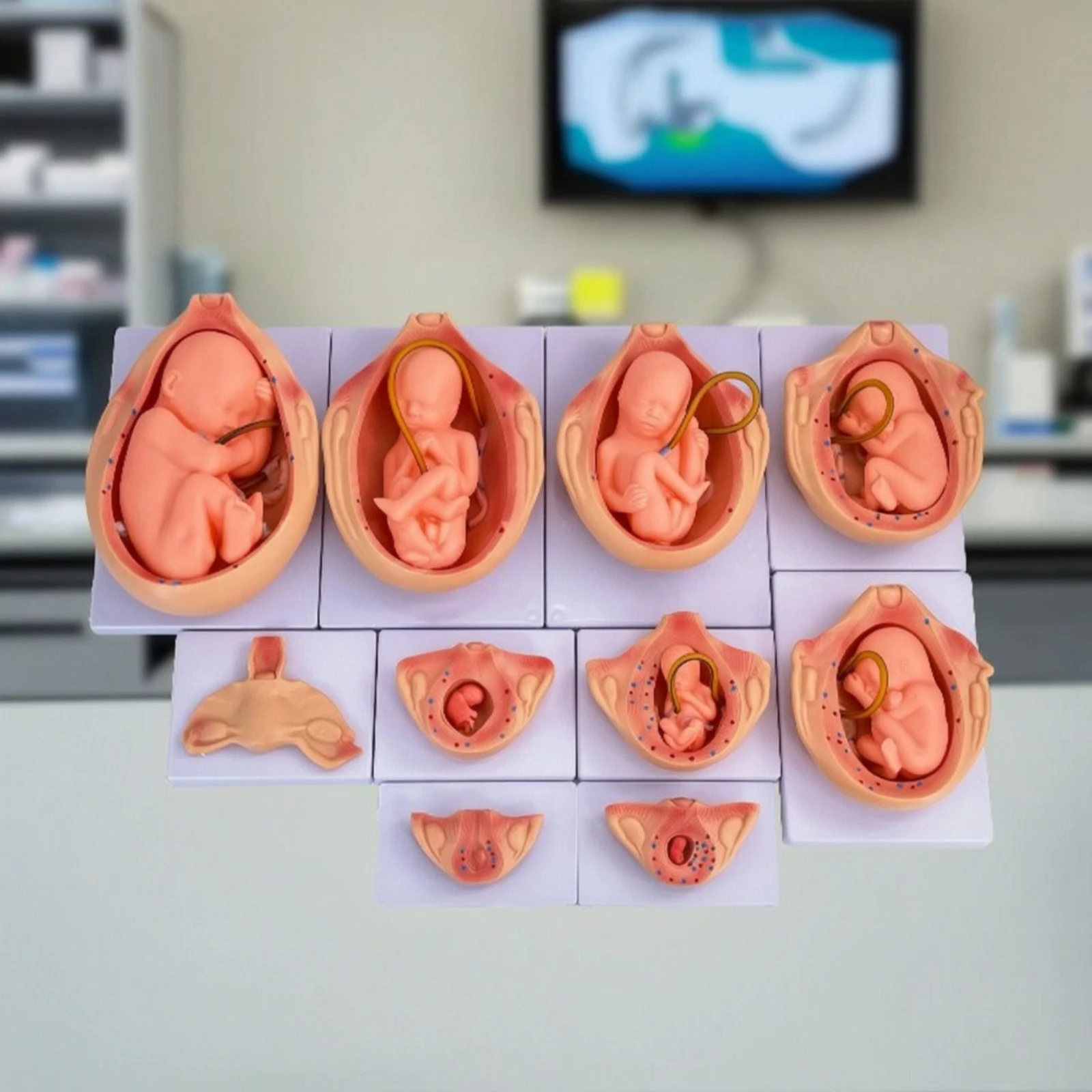 10 Pieces Fetal Development Process Model Anatomical Fetal Development Model Detailed Vivid for Teachers, Classroom