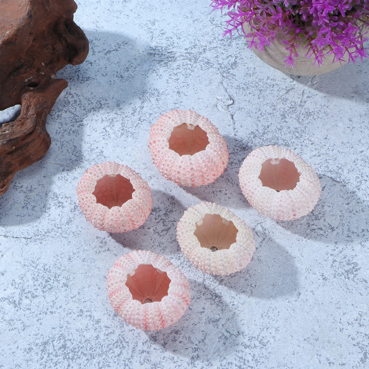 

6Pcs Natural Sea Urchin Shells 3-4cm Air Plant Containers Unique Craft Material for Home Office Decor Sea Urchin Shells