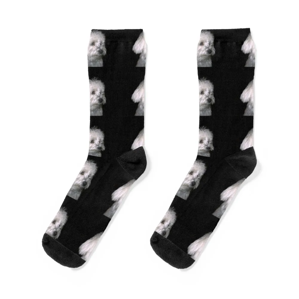 

Maltese Socks christmas gifts christmas gift cycling Men's Socks Women's