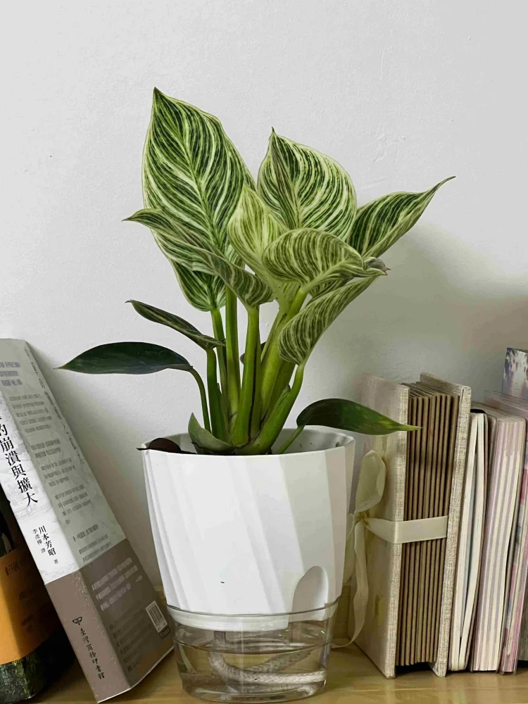 Lazy Hydroponic Flower Pot Aut - Self-Watering Planter 评论和价格
