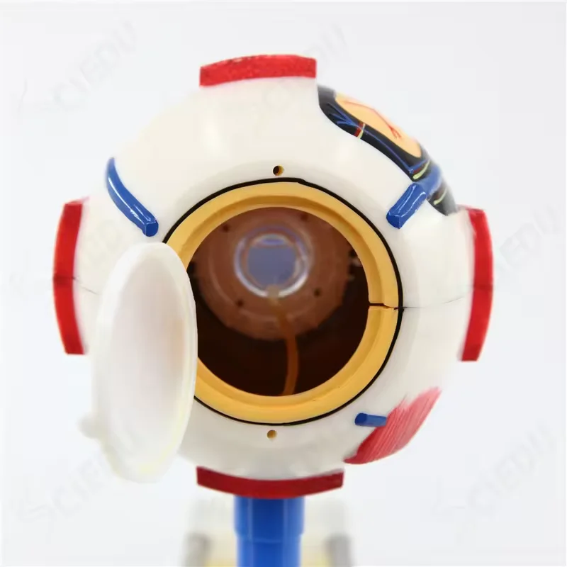 Augenmodell Biologie Menschliches medizinisches Modell Riesiges Auge Menschliches anatomisches Funktionsmodell