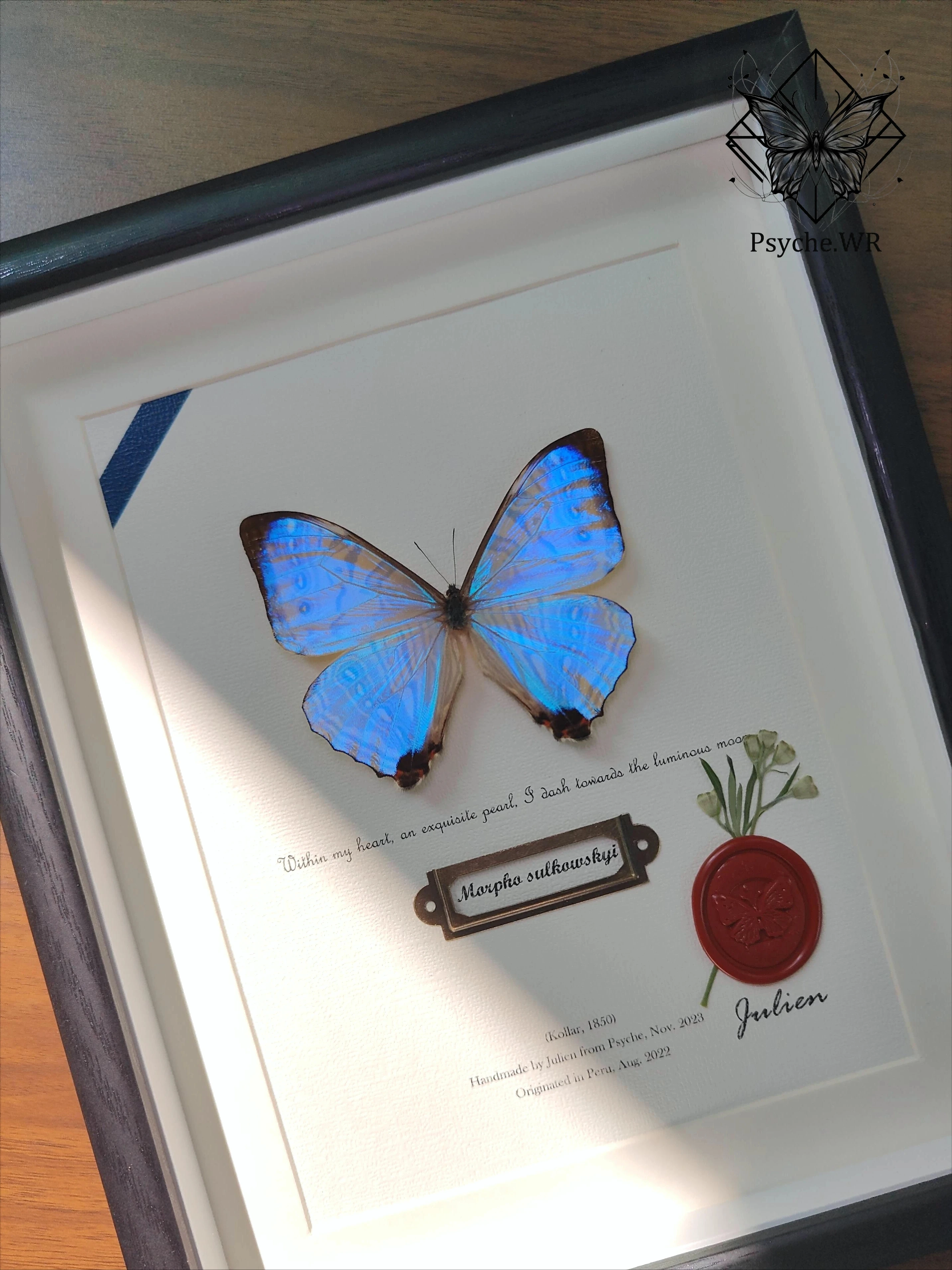 Night Pearl True Butterfly Specimen Display Frame Small Flash Butterfly Decorative Painting Pendant Handmade Crafts Birthday Gif