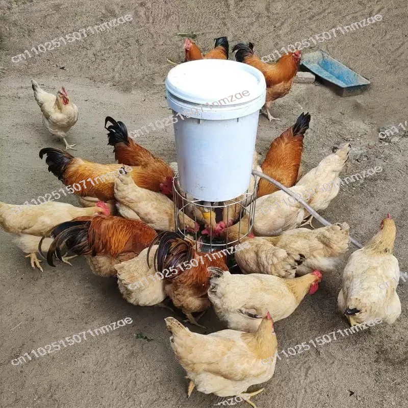 Feeder Pigeon Supplies Appliances Feeding Schedule Timer Chicken Feeder Automatic Chicken Feeder Timing Automatic Chicken