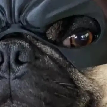 #51 Pet Muzzles List of Top Picks