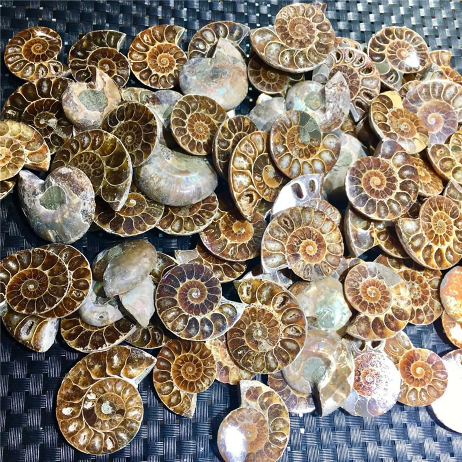 Natural Ammonite Extinct Shell Specimen Natural Stones And Minerals For Basic Biological Science Education