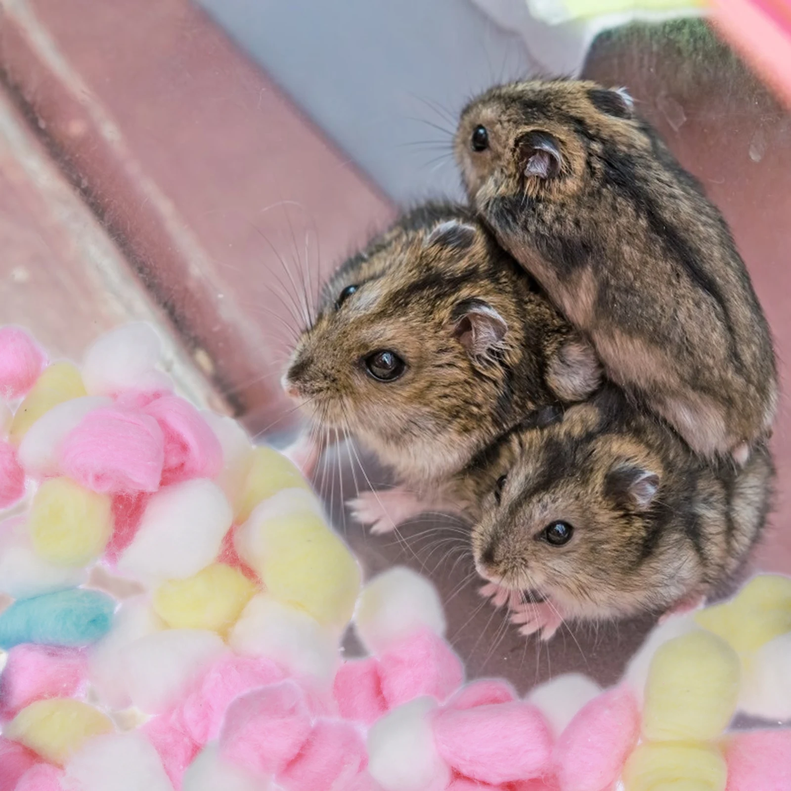 

Hamster Cotton Ball Soft Warm Bed Toy Winter Supply Cozy Comfortable Pet House Cushion Colored Dehydrated Cotton Pet Toy