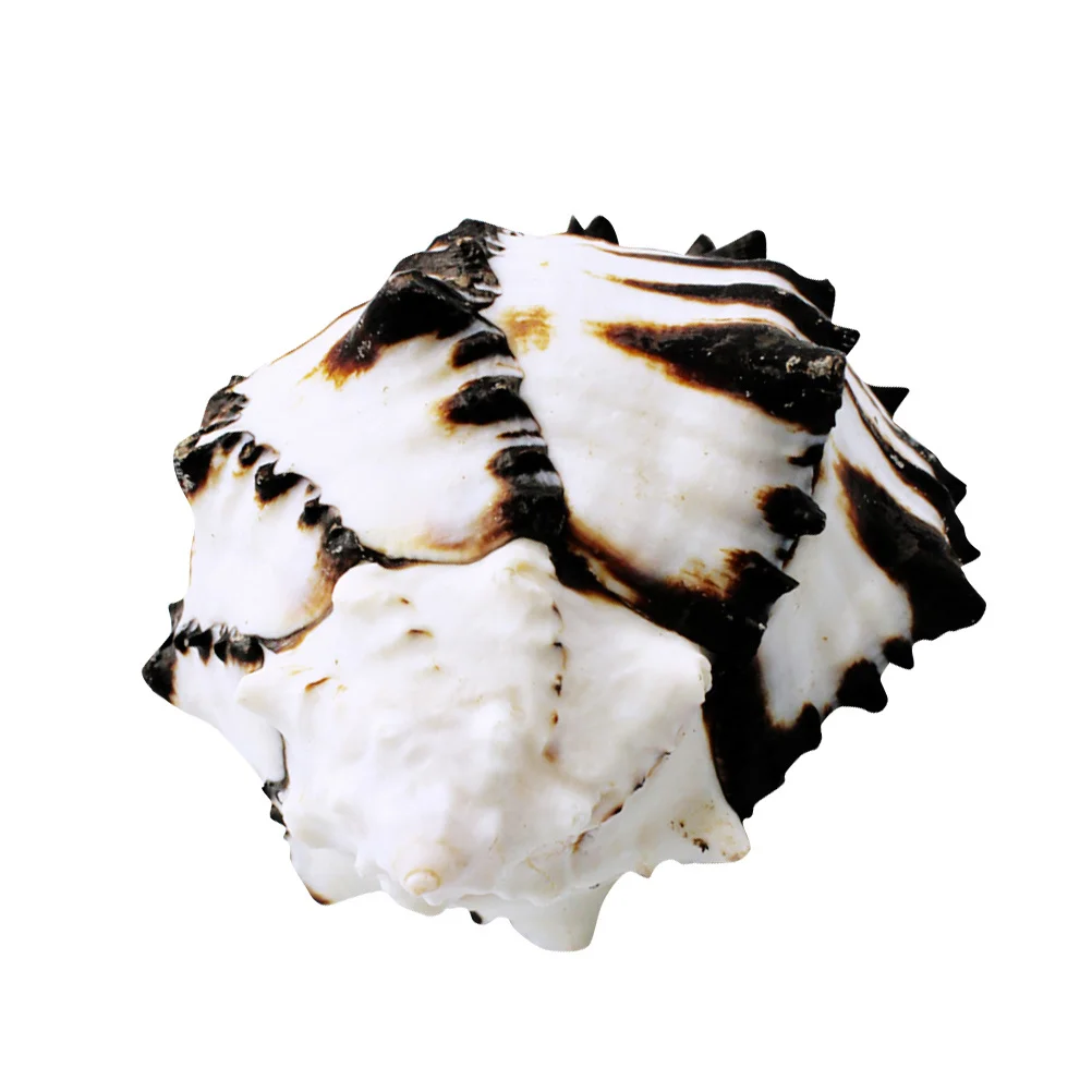 

1Pcs Elegant Sea Shell Decor for Fish Tank Natural Aquarium Ornament Unique Landscape Accessory Creative Tank Design Enhancement