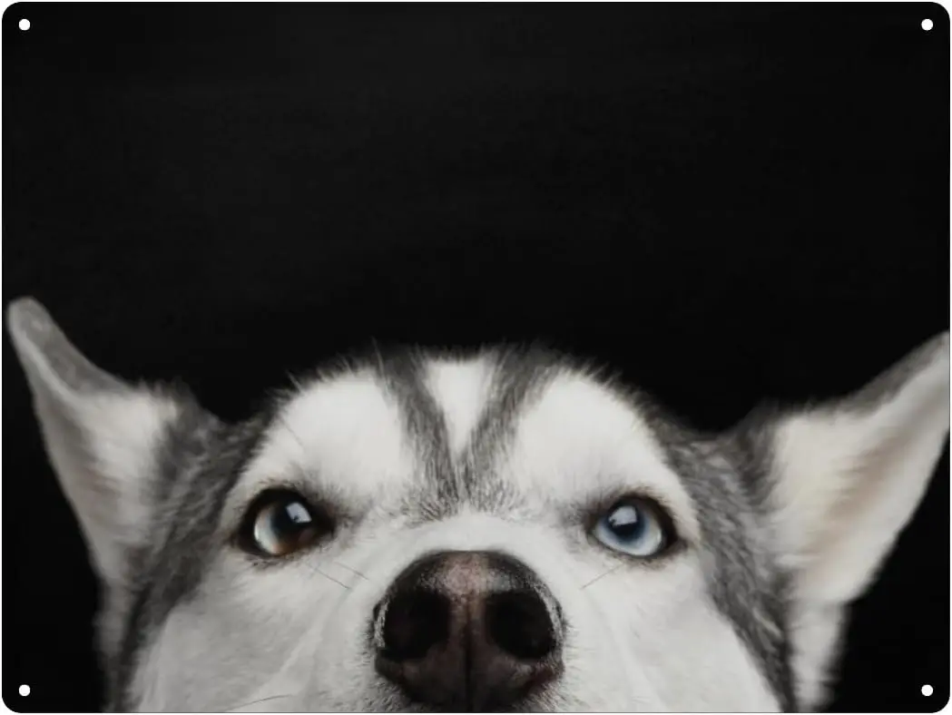 Metal Tin Sign, Cool Funny Husky Dog Wall Decor Art Signs for Home Coffee Gate Bar -